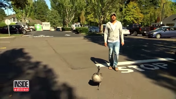 Man saves goose and releases her in the wild. Then she flies back and refuses to leave him - picture 4