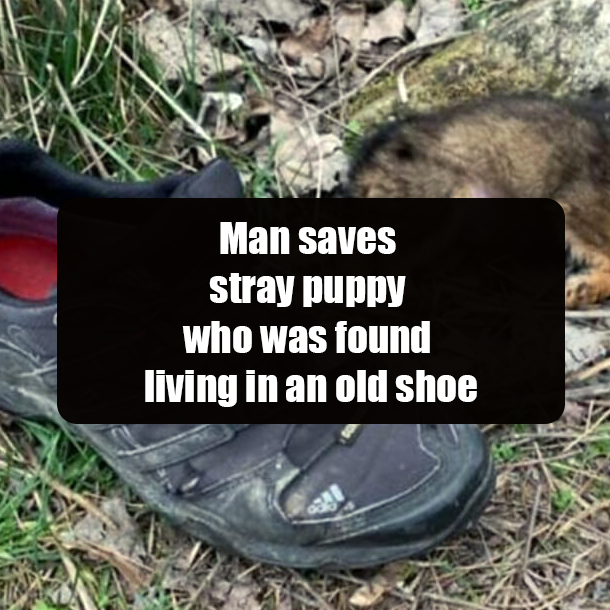 Man saves stray puppy who was found living in an old shoe