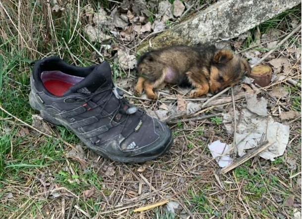 Man saves stray puppy who was found living in an old shoe - picture 2