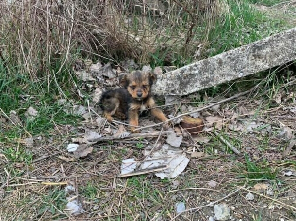 Man saves stray puppy who was found living in an old shoe - picture 3