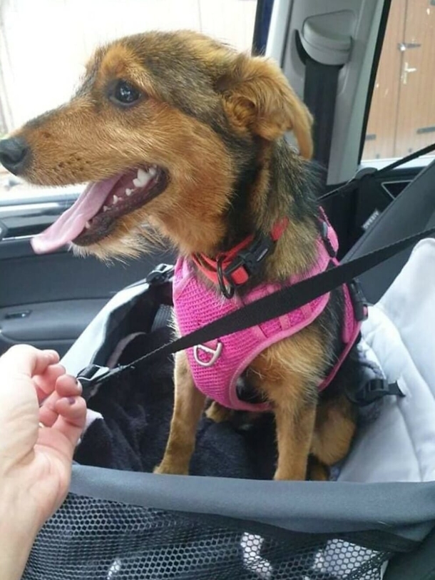 Man saves stray puppy who was found living in an old shoe - picture 4