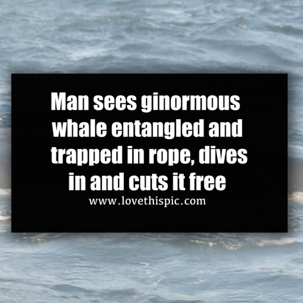 Man sees ginormous whale entangled and trapped in rope, dives in and cuts it free