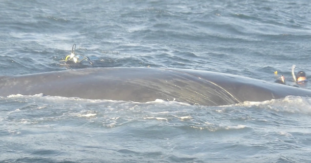 Man sees ginormous whale entangled and trapped in rope, dives in and cuts it free - picture 2