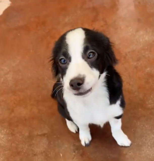 Man sits outside animal shelter for five hours just so he's able to adopt his favorite puppy - picture 2