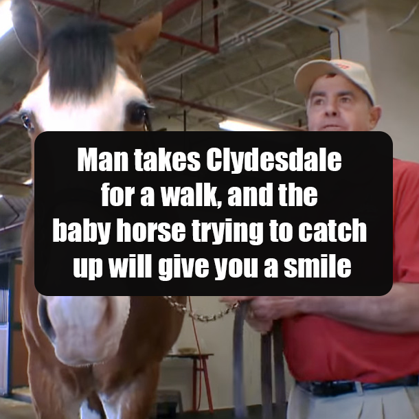 Man takes Clydesdale for a walk, and the baby horse trying to catch up will give you a smile