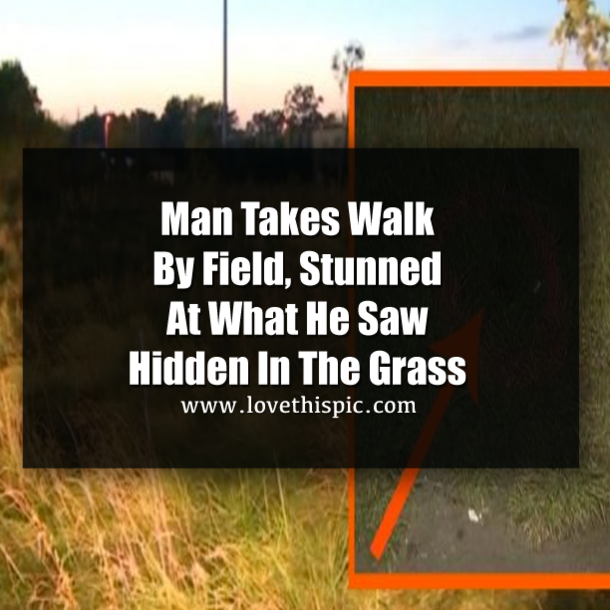 Man Takes Walk By Field, Stunned At What He Saw Hidden In The Grass