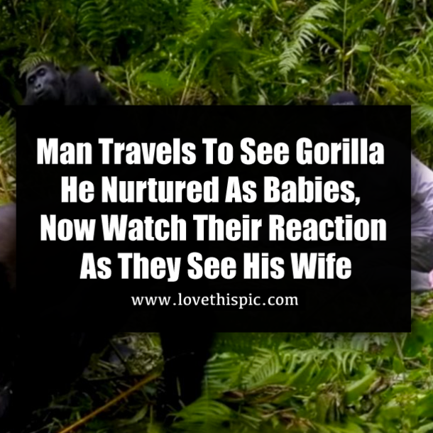 Man Travels To See Gorilla He Nurtured As Babies, Now Watch Their Reaction As They See His Wife