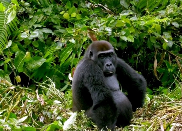 Man Travels To See Gorilla He Nurtured As Babies, Now Watch Their Reaction As They See His Wife - picture 2