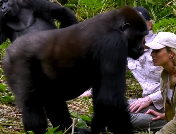 Man Travels To See Gorilla He Nurtured As Babies, Now Watch Their Reaction As They See His Wife - picture 3