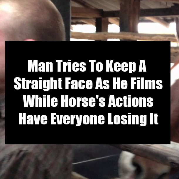 Man Tries To Keep A Straight Face As He Films While Horse's Actions Have Everyone Losing It