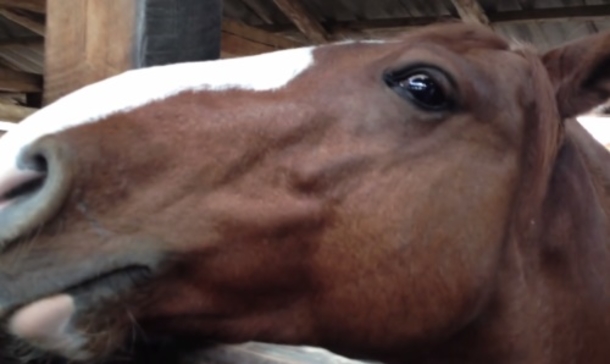 Man Tries To Keep A Straight Face As He Films While Horse's Actions Have Everyone Losing It - picture 3