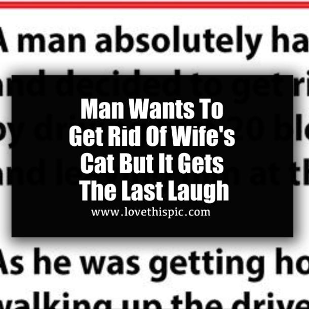 Man Wants To Get Rid Of Wife's Cat But It Gets The Last Laugh