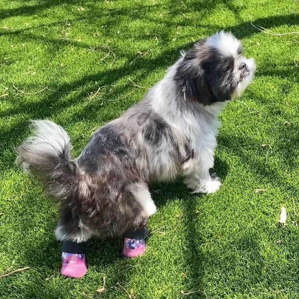 Man who lost a leg in crash befriends and adopts dog with prosthetic legs: ‘Just like me’ - picture 3