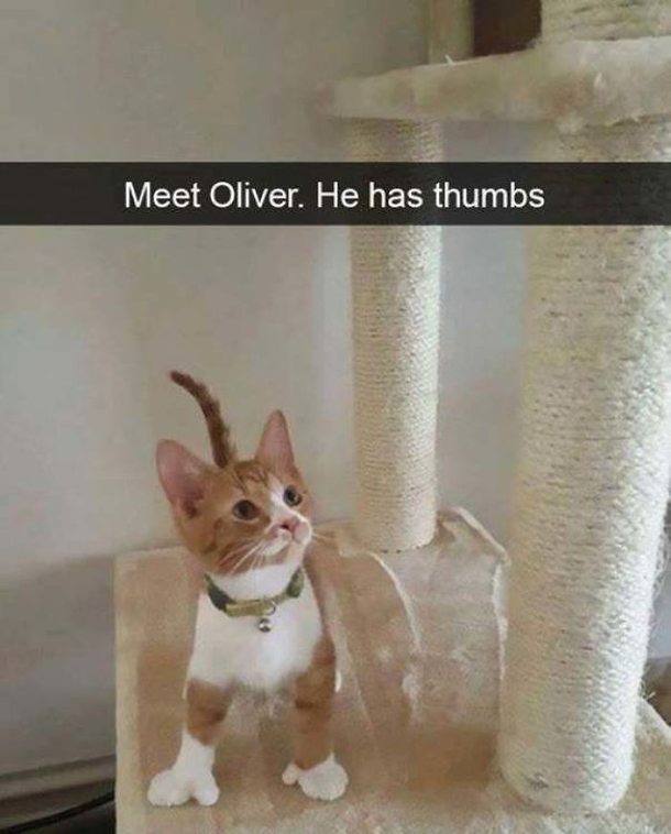 Meet Oliver A Cat With Thumbs