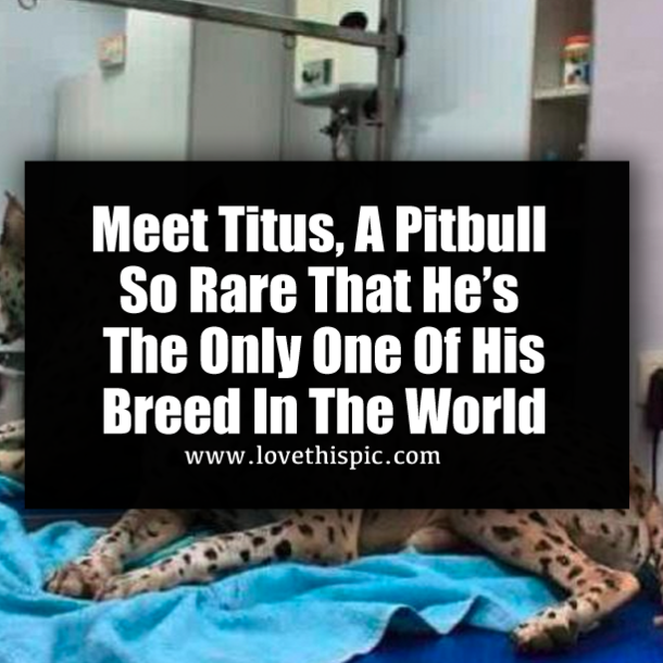 Meet Titus, A Pitbull So Rare That He’s The Only One Of His Breed In The World