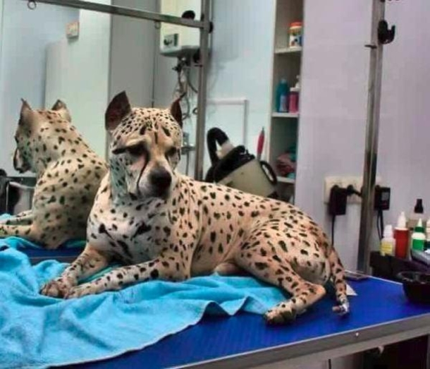 Meet Titus, A Pitbull So Rare That He’s The Only One Of His Breed In The World - picture 2