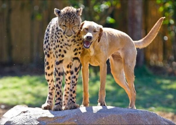 Meet Titus, A Pitbull So Rare That He’s The Only One Of His Breed In The World - picture 3