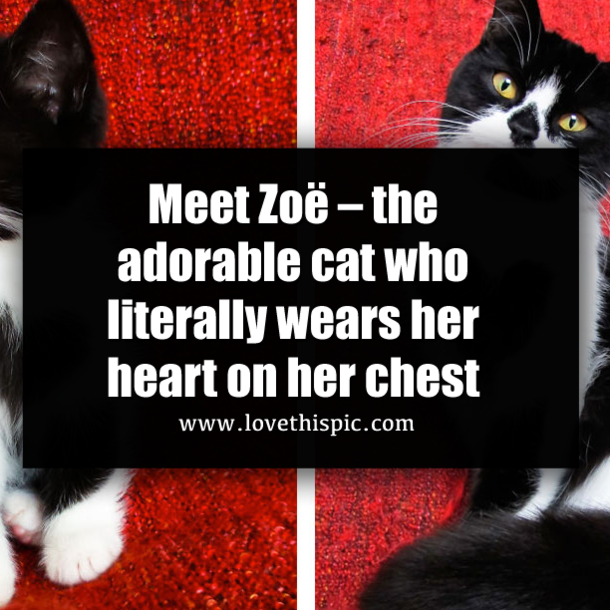 Meet Zoë – the adorable cat who literally wears her heart on her chest