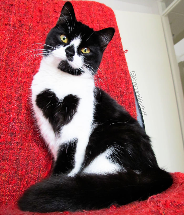 Meet Zoë – the adorable cat who literally wears her heart on her chest - picture 2