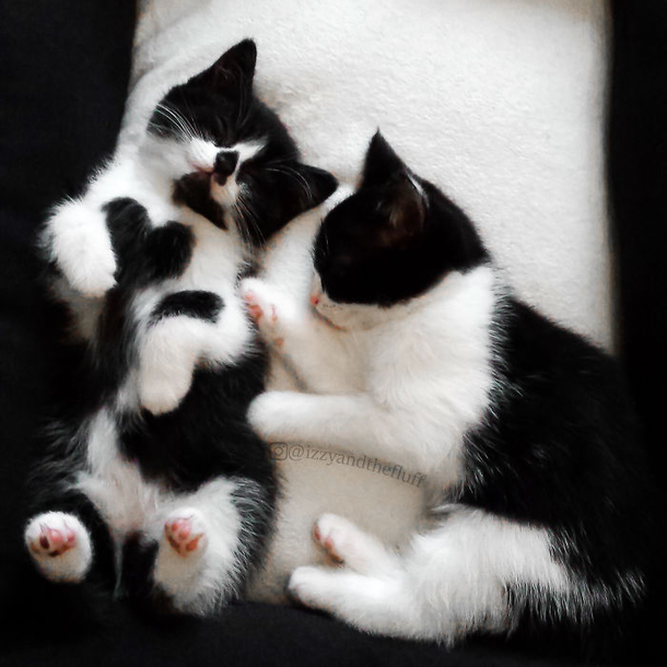 Meet Zoë – the adorable cat who literally wears her heart on her chest - picture 3