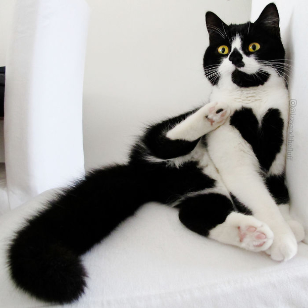Meet Zoë – the adorable cat who literally wears her heart on her chest - picture 4
