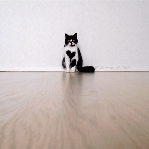 Meet Zoë – the adorable cat who literally wears her heart on her chest - picture 5