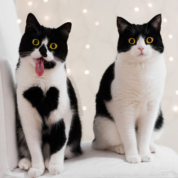 Meet Zoë – the adorable cat who literally wears her heart on her chest - picture 6