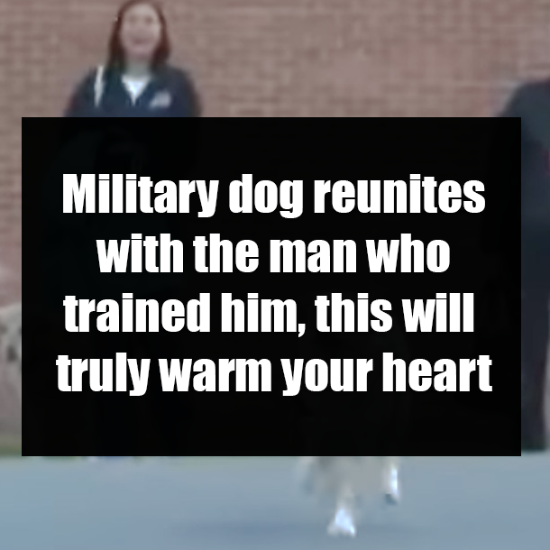 Military dog reunites with the man who trained him, this will truly warm your heart