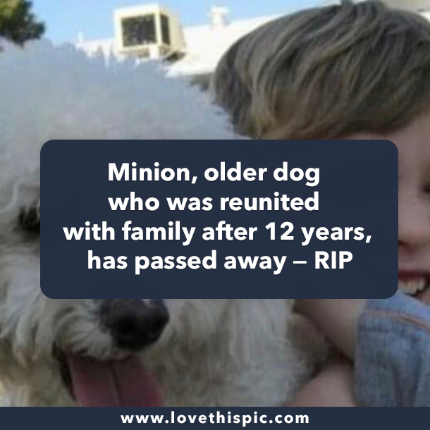 Minion, older dog who was reunited with family after 12 years, has passed away — RIP