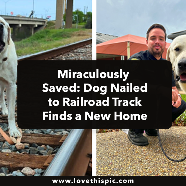 Miraculously Saved: Dog Nailed to Railroad Track Finds a New Home