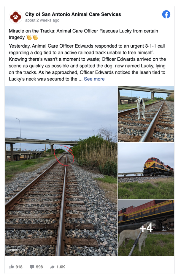 Miraculously Saved: Dog Nailed to Railroad Track Finds a New Home - picture 2