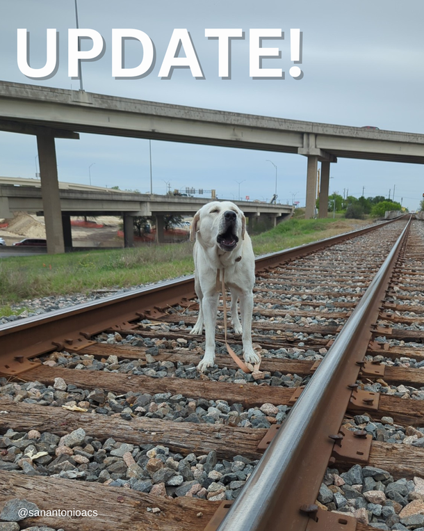 Miraculously Saved: Dog Nailed to Railroad Track Finds a New Home - picture 3