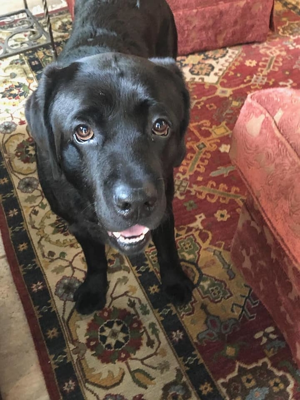 Missing woman with dementia found safe thanks to the loyal dog by her side - picture 3