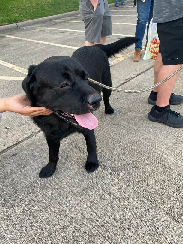 Missing woman with dementia found safe thanks to the loyal dog by her side - picture 5