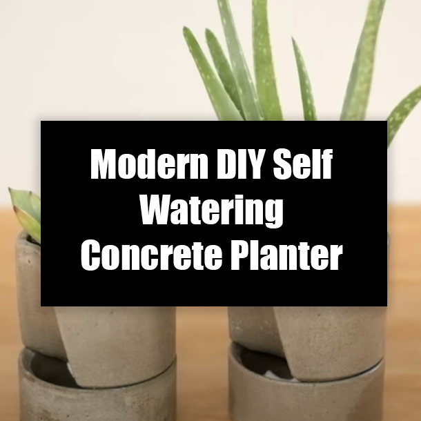 Modern DIY Self Watering Concrete Planter