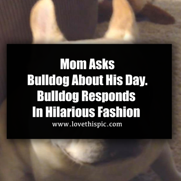Mom Asks Bulldog About His Day. Bulldog Responds In Hilarious Fashion