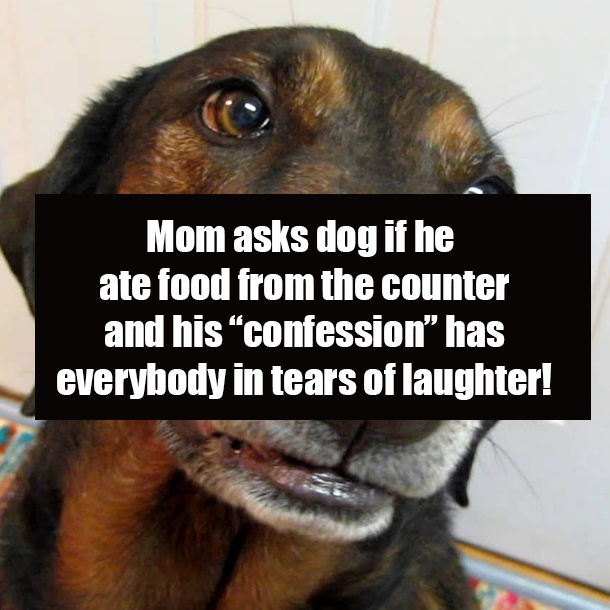 Mom asks dog if he ate food from the counter and his “confession” has everybody in tears of laughter!