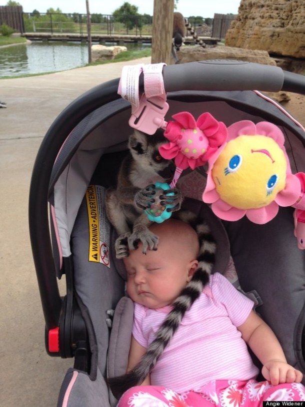 Mom At Zoo Shocked To See Something Sitting On Daughter's Head - picture 3