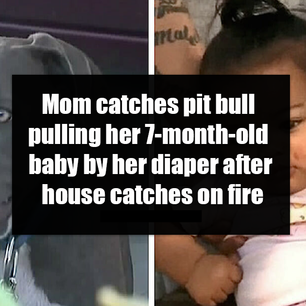 Mom catches pit bull pulling her 7-month-old baby by her diaper after house catches on fire