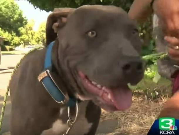 Mom catches pit bull pulling her 7-month-old baby by her diaper after house catches on fire - picture 3