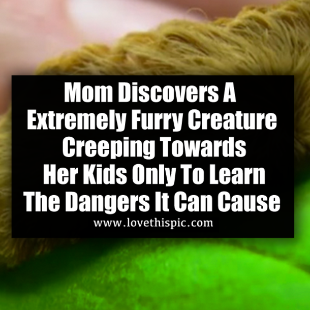 Mom Discovers A Extremely Furry Creature Creeping Towards Her Kids Only To Learn The Dangers It Can Cause