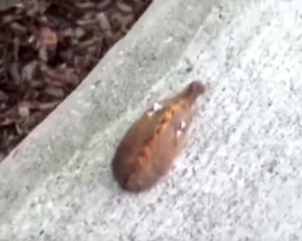 Mom Discovers A Extremely Furry Creature Creeping Towards Her Kids Only To Learn The Dangers It Can Cause - picture 2