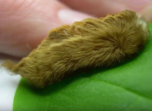 Mom Discovers A Extremely Furry Creature Creeping Towards Her Kids Only To Learn The Dangers It Can Cause - picture 3