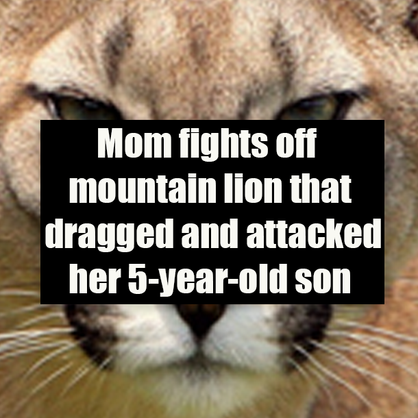 Mom fights off mountain lion that dragged and attacked her 5-year-old son