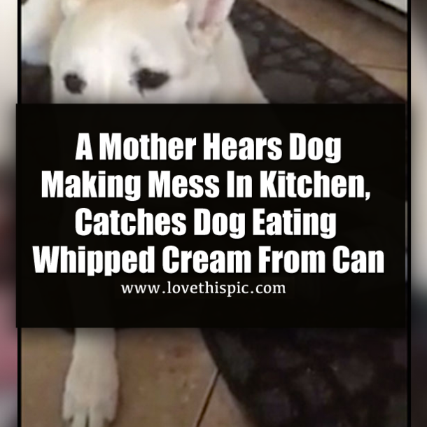 Mom Hears Dog Making Mess In Kitchen, But Never Expected To See This! (Video)