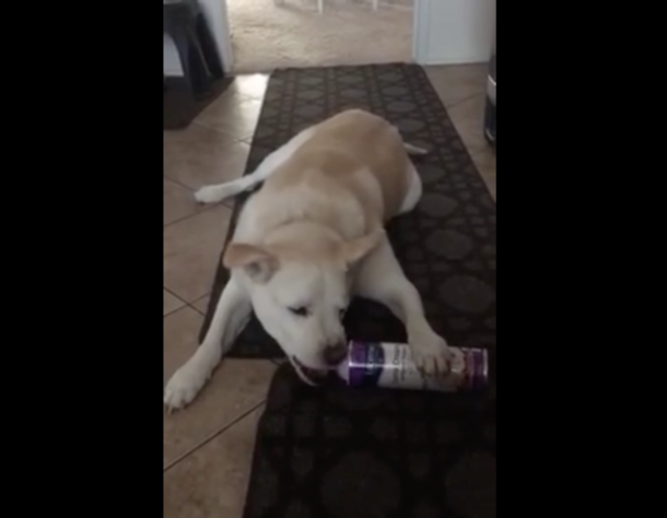 Mom Hears Dog Making Mess In Kitchen, But Never Expected To See This! (Video) - picture 2