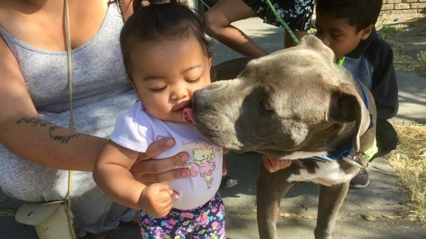 Mom Lets Out Terrifying Scream As Pit Bull Grabs 7-Month-Old Baby By The Mouth And Drags Her Out Of Bed - picture 2