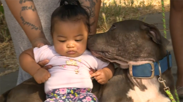 Mom Lets Out Terrifying Scream As Pit Bull Grabs 7-Month-Old Baby By The Mouth And Drags Her Out Of Bed - picture 3