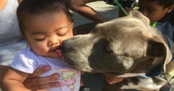 Mom Lets Out Terrifying Scream As Pit Bull Grabs 7-Month-Old Baby By The Mouth And Drags Her Out Of Bed - picture 4
