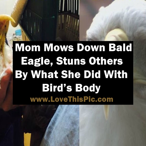 Mom Mows Down Bald Eagle, Stuns Others By What She Did With Bird’s Body